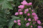 Gartendirektor Otto Linne rose photo