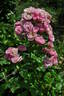 Gartendirektor Otto Linne rose photo