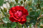 Lichterloh rose photo
