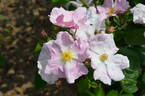 Heideröslein rose photo
