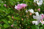 Heideröslein rose photo