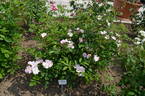Heideröslein rose photo