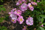 Adrian Reverchon rose photo