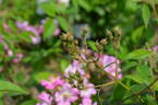 Adrian Reverchon rose photo