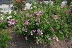 Adrian Reverchon rose photo