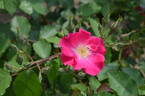 Gräfin Hardenberg rose photo