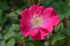Gräfin Hardenberg rose photo