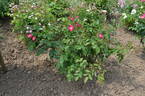 Gräfin Hardenberg rose photo