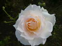 Poustinia rose photo