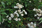 Excellenz Kuntze rose photo