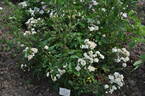Excellenz Kuntze rose photo