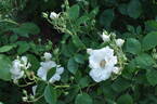 Gneisenau rose photo