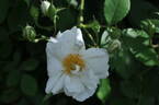 Gneisenau rose photo