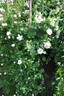 Gneisenau rose photo