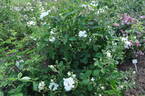 Gneisenau rose photo