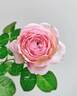Aube rose photo