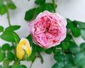 Aube rose photo