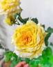 Beatrice rose photo