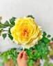 Beatrice rose photo