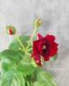 Rotkäppchen rose photo
