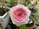 Hermitage rose photo