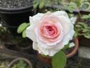 Hermitage rose photo