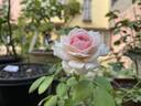 Hermitage rose photo