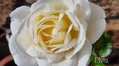 Elvis ® rose photo