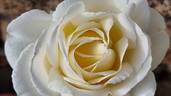 Elvis ® rose photo