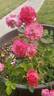 Walferdange rose photo
