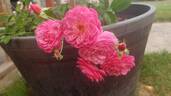 Walferdange rose photo