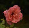 Sea Pearl rose photo