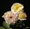Easter Basket rose photo