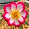 Hula Hoop rose photo