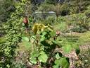 Climbing Wootton rose photo