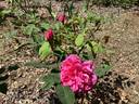 Queen of Hearts rose photo