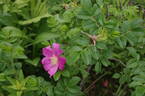 <i>R. rugosa</i> rose photo