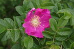 <i>R. rugosa</i> rose photo