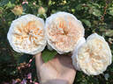 Clara Schumann rose photo