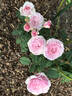 Délicieuse Gourmandise rose photo