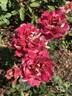 Cha-Cha rose photo