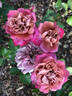 Cha-Cha rose photo