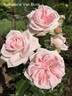 Katharina von Bora rose photo