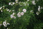Crystal Fairy rose photo