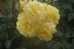 Golden Medallion rose photo