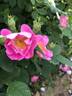 AKA 161-18 rose photo