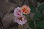 Eyeconic Honey Lemonade rose photo