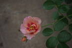 Eyeconic Honey Lemonade rose photo