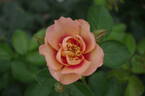 Eyeconic Honey Lemonade rose photo