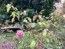 Bon Silène rose photo